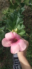 Allamanda blanchetii