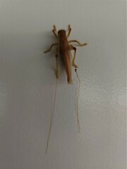 Gryllacrididae