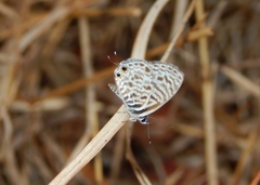 Leptotes pirithous