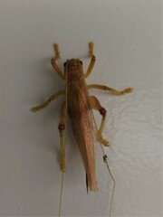 Gryllacrididae