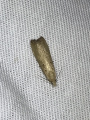 Dichomeris punctipennella