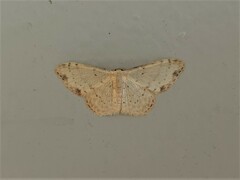 Idaea halmaea