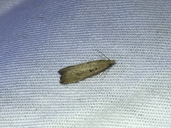 Dichomeris punctipennella