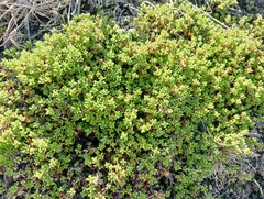 Crassula moschata