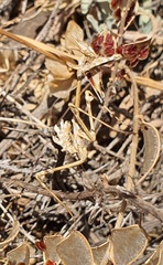 Empusa fasciata