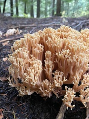 Ramaria formosa