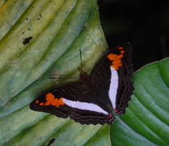 Adelpha capucinus capucinus