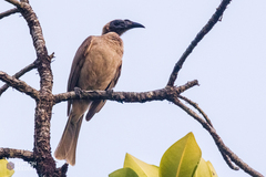 Philemon buceroides