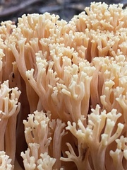 Ramaria formosa