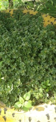 Pilea nummulariifolia