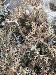 Cladonia crispata