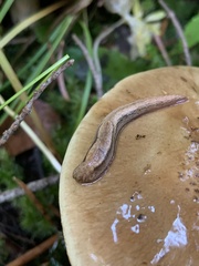 Prophysaon humile