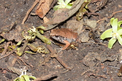 Hypopachus variolosus