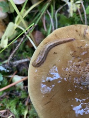 Prophysaon humile