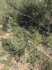 Ipomopsis longiflora longiflora