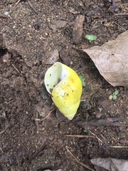 Amphidromus atricallosus