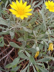 Gazania rigens