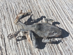 Lithobates neovolcanicus