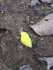 Amphidromus atricallosus