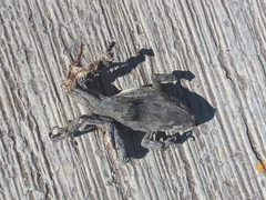 Lithobates neovolcanicus