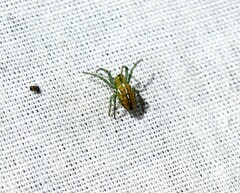 Alpaida variabilis
