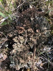 Cladonia crispata
