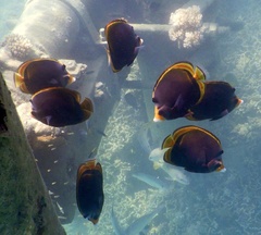 Chaetodon flavirostris