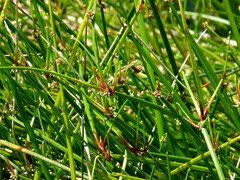 Isolepis prolifera