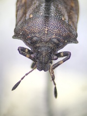 Amaurochrous cinctipes