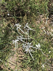 Ipomopsis longiflora longiflora
