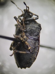 Amaurochrous cinctipes