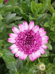 Glebionis coronaria