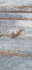 Sauria