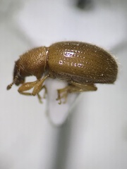 Barypeithes pellucidus