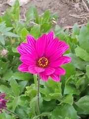Dimorphotheca jucunda