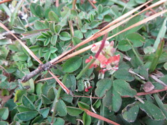 Indigofera spicata