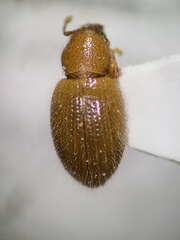 Barypeithes pellucidus