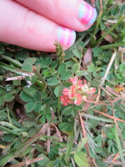 Indigofera spicata