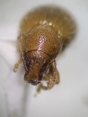 Barypeithes pellucidus