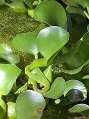 Bothriechis lateralis