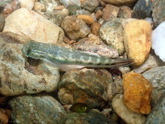 Sicyopterus lagocephalus