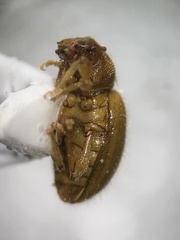 Barypeithes pellucidus