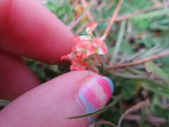 Indigofera spicata