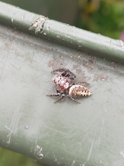 Opisthoncus quadratarius