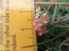 Indigofera spicata