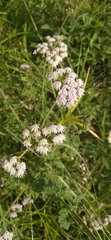 Eupatorieae