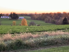 Odocoileus virginianus borealis