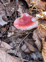 Russula rosacea