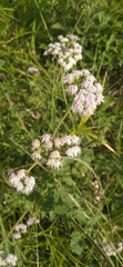 Eupatorieae