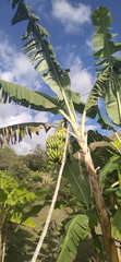 Musa